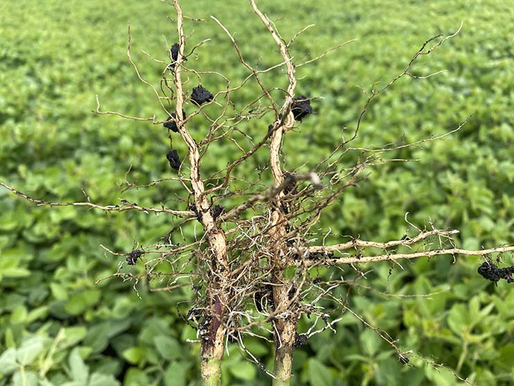   Soybean roots with poor nodulation. 