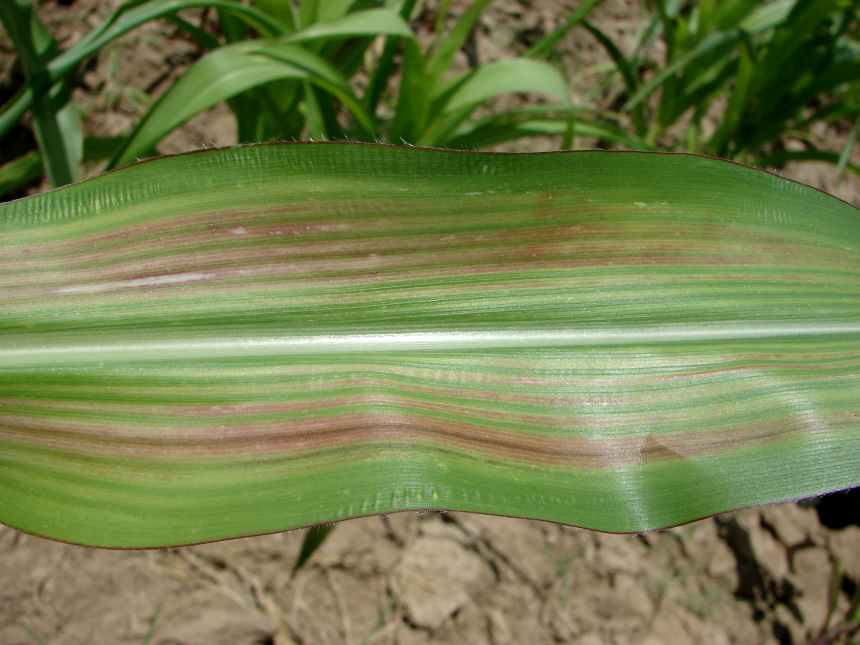  Magnesium deficiency in corn