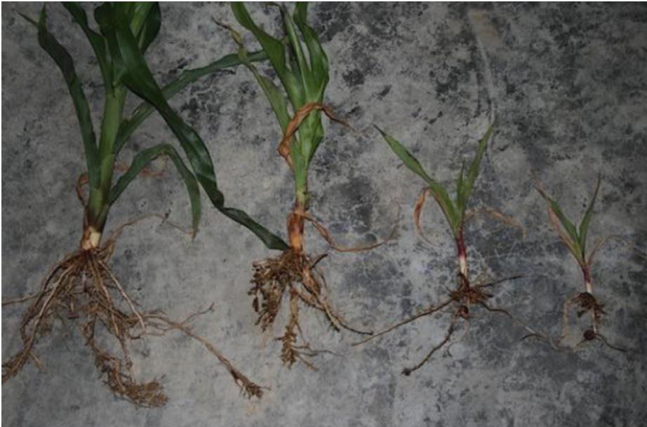 Nematode damage to corn roots 