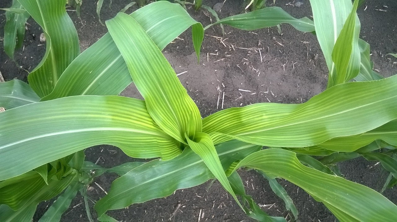  Sulfur deficiency in corn