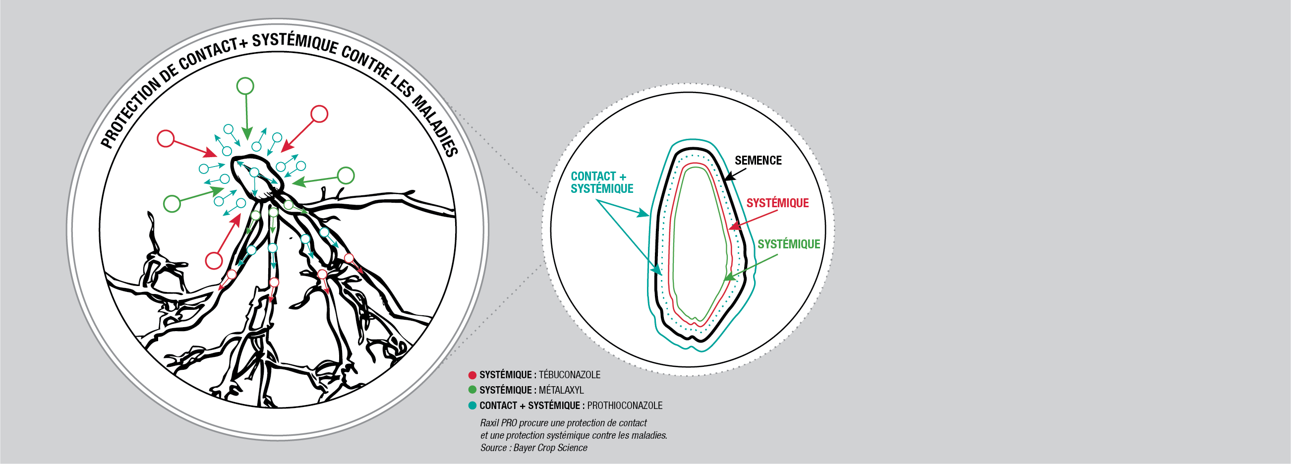 Illustration montrant la protection systémique et de contact contre les maladies des semences sur une semence de céréale, et le type de protection offert par chaque ingrédient actif 