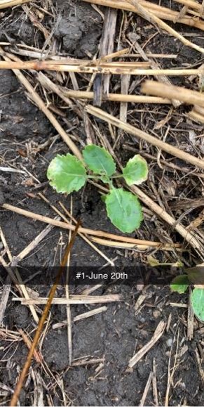 Jessica Runge Pyrasulfotole on canola June 20