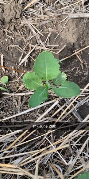 Jessica Runge Pyrasulfotole on canola June 28