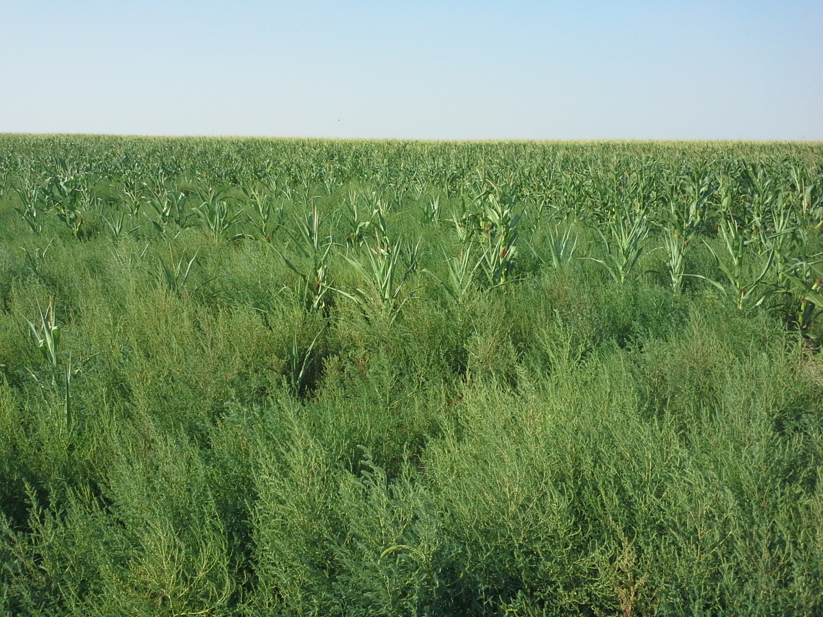 Plants de kochia à balais arrivant à maturité dans un champ de maïs