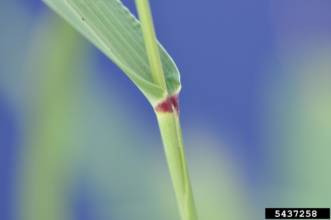 Green foxtail seedling.