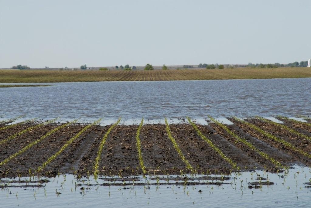 Les systèmes de drainage de surface et souterrain sont nécessaires pour éviter que les plants ne soient étouffés par l’eau stagnante