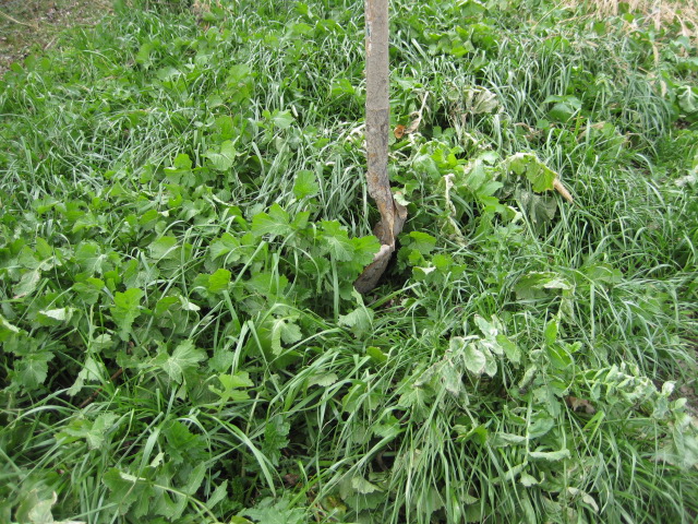 Croissance abondante d'un mélange de cultures de couverture composé de ray-grass et de radis