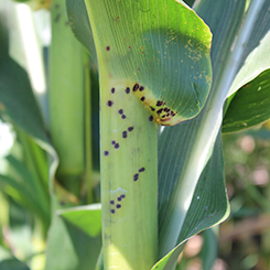 Larger, darker, purplish PBS lesions on the leaf sheath