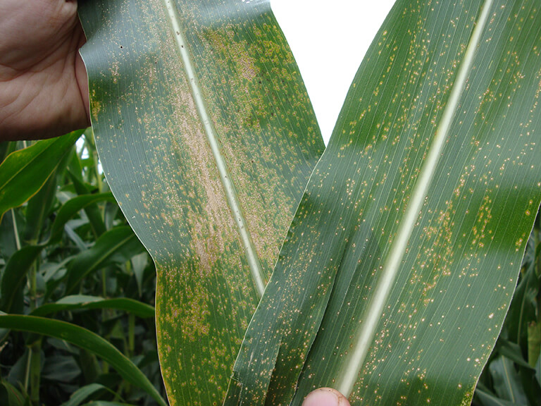 Left: Southern Rust. Right: Eyespot.