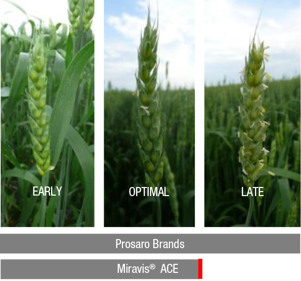 Application timing for Prosaro® brand fungicides and Miravis® Ace fungicide to wheat.