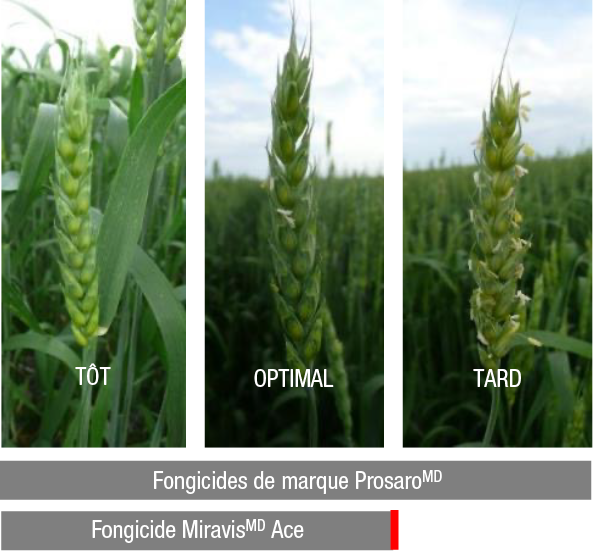 Période optimale pour traiter le blé avec les fongicides de marque Prosaro et Miravis Ace.