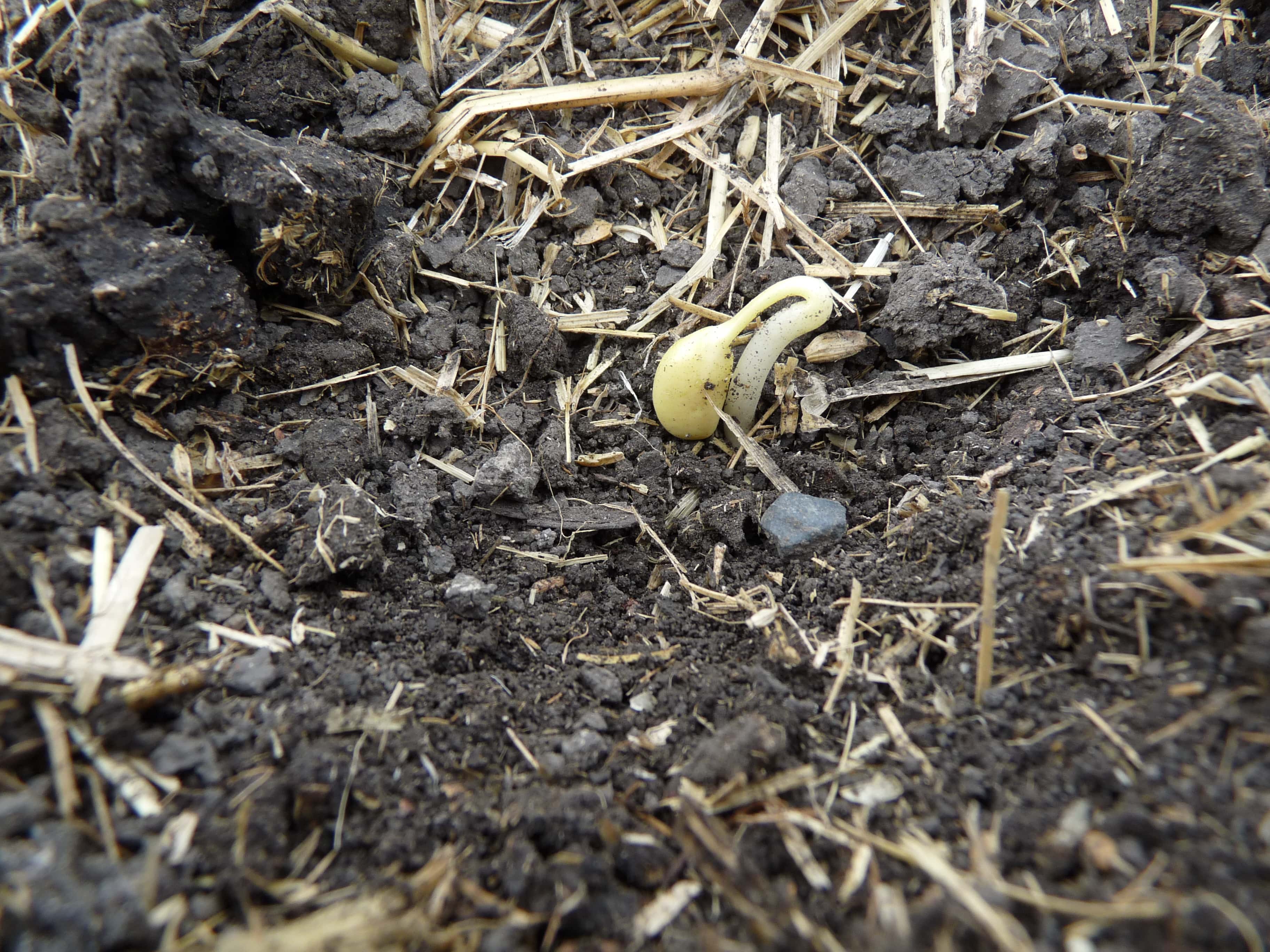 Emerging soybean (VE). 