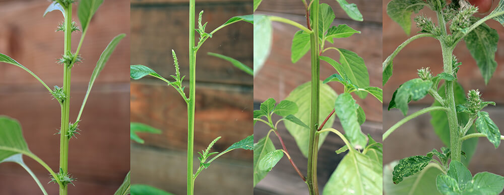 amaranth female stem