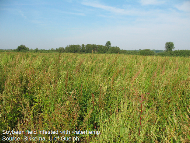 Soybean field infested with waterhemp