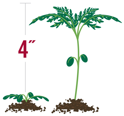 How to Outsmart Common Ragweed