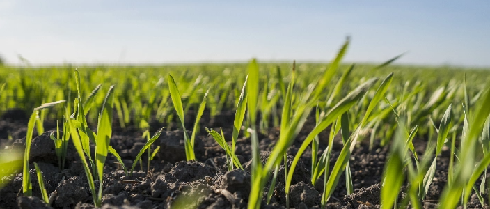 Healthy young crops in the field