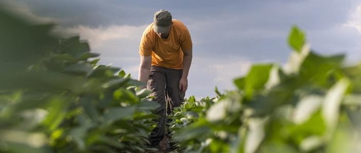 A farmer inspecting crops