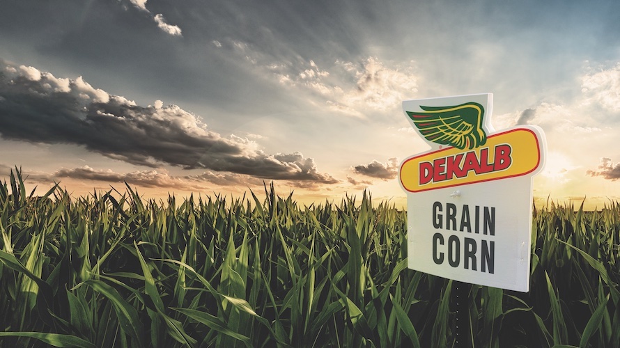 A field of mid-season green corn with grey, cloudy sky and a sunset in the background. In the foreground, a field sign indicates that this is a 'GRAIN CORN' field with the DEKALB logo above.