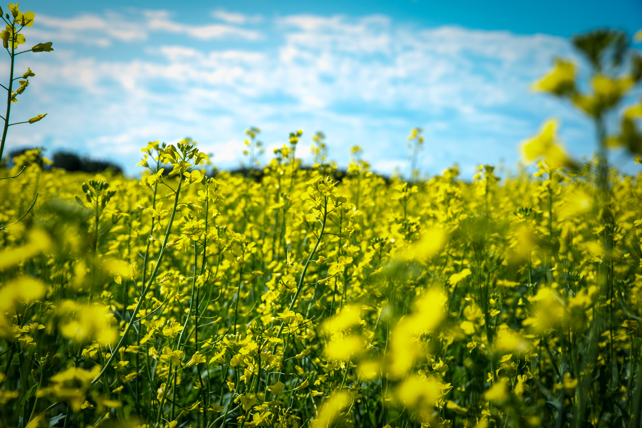 A cloudy blue sky above a field of green and yellow flowering canola. 