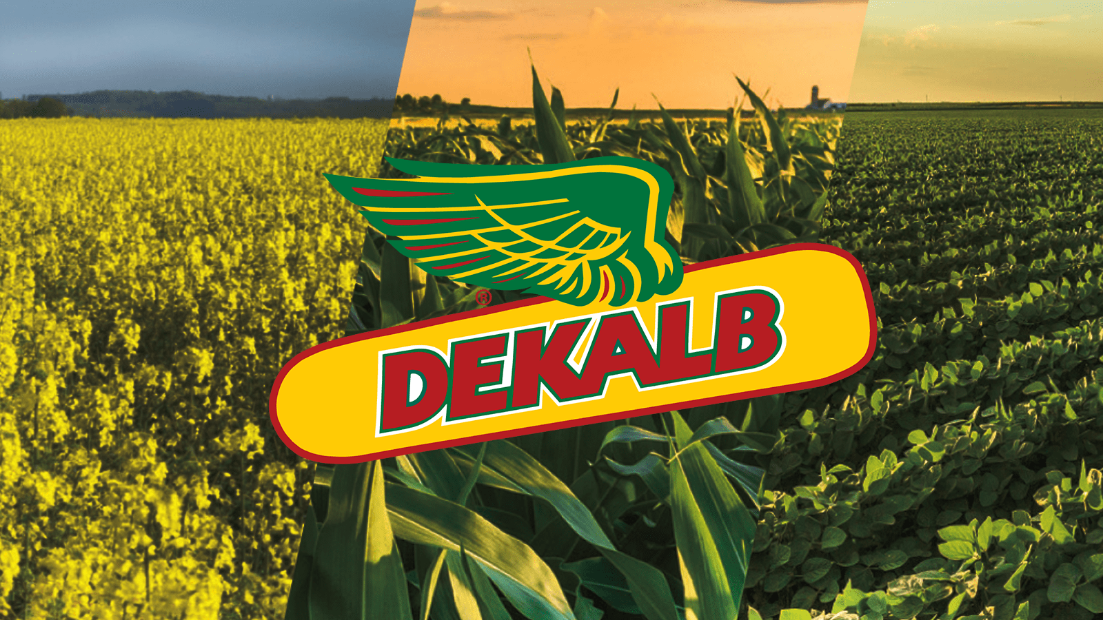 A triptych image with yellow flowering canola, mid-season green corn, and mid-season green soybean fields from right to left. The DEKALB seed logo is in the centre.