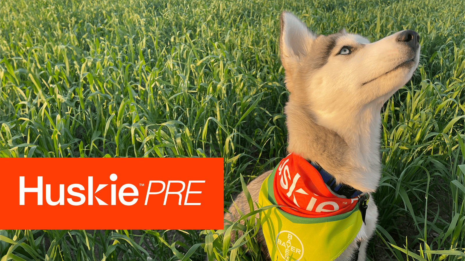 A young husky dog sits in a green field of a cereal crop. The husky is looking toward the upper right hand of the photo and wearing an orange and green bandana around its neck. An orange box with the Huskie PRE logo is overlaid on the left.