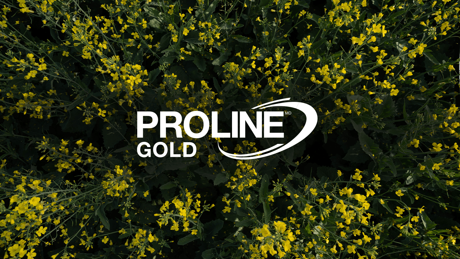 Vue aérienne d’une culture de canola jaune fleurie avec le logo de Proline GOLD superposé au centre.