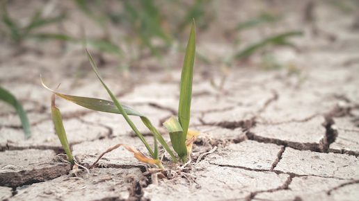 A green and yellow small, parched plant sprouts up from dry, cracked soil as it struggles in drought conditions.