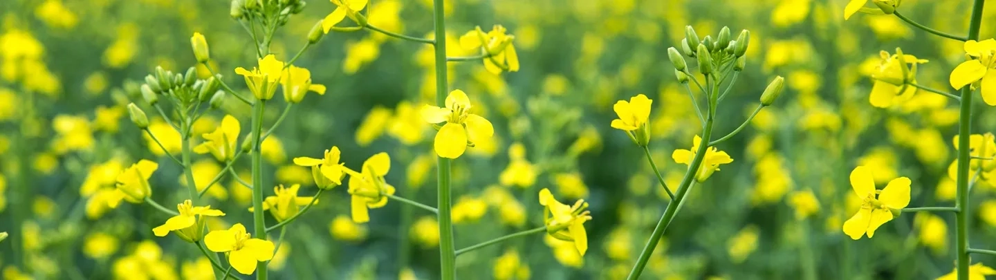Close-up of bright yellow canola flowers on green stems, with a soft-focus field of blooms in the background.
