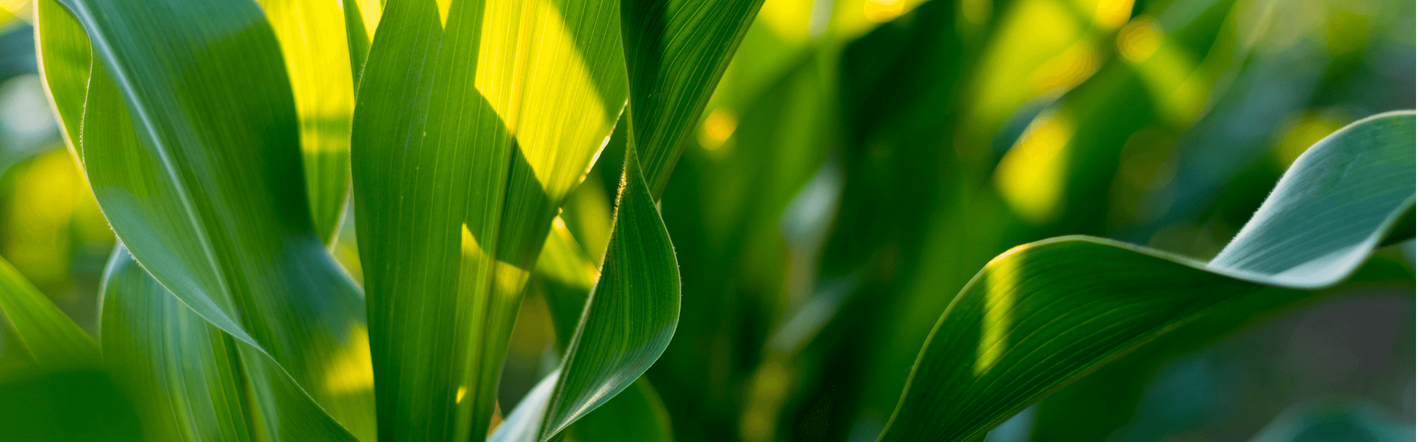 Green broad corn plant leaves close-up as the golden sun shines on the plants.