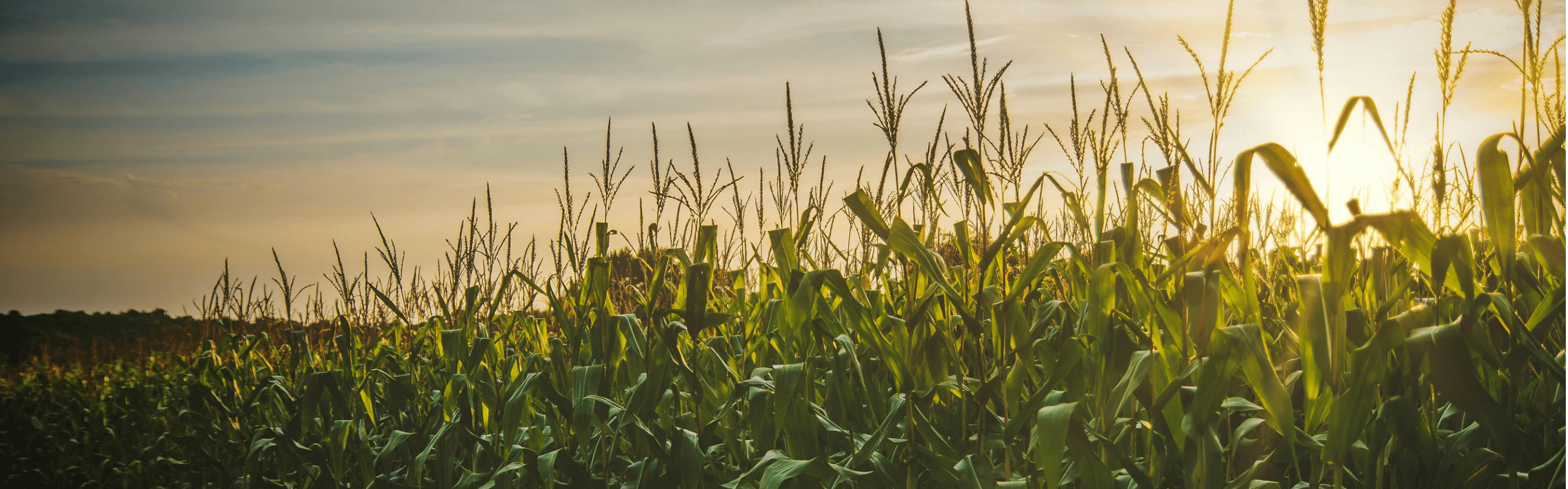 A large corn field fades off into the horizon, with the sun setting in the hazy blue sky.