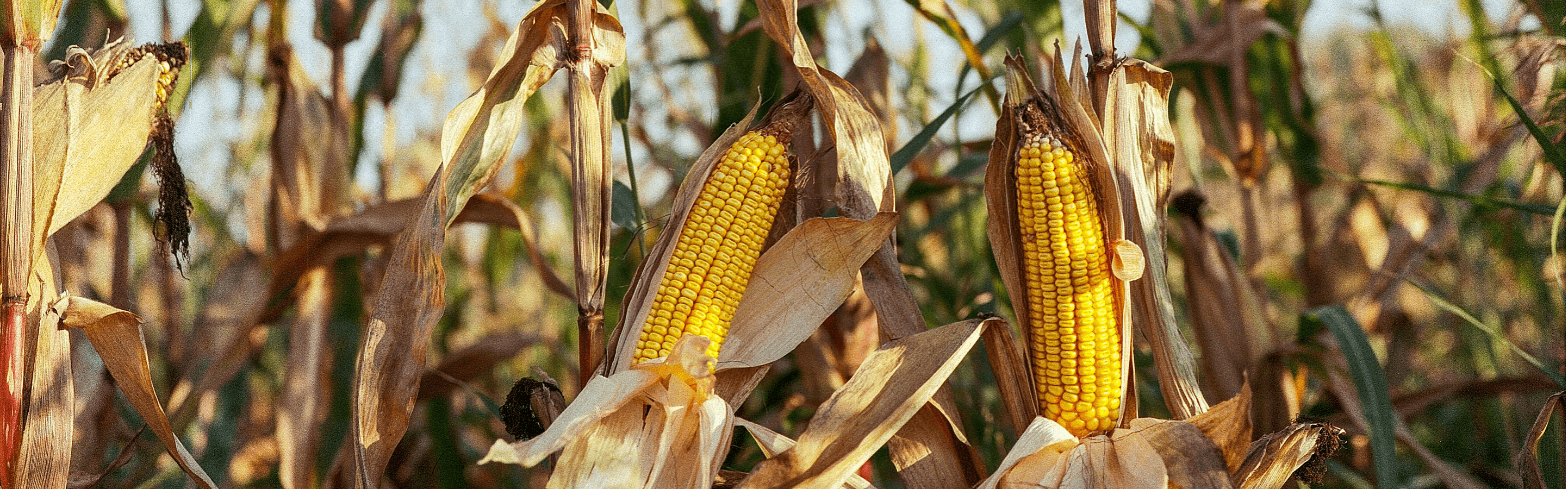 A close view of some corn plants growing in a field. Yellow ears of corn are growing on large brown stalks with green leaves.