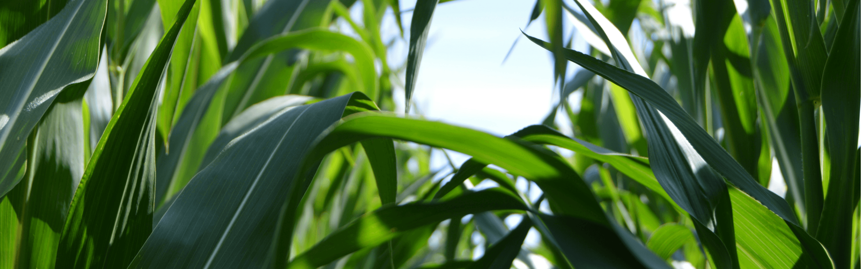 Green tall corn plants shoot upwards towards the sky. A blue patch of sky can be seen through the middle leaves.