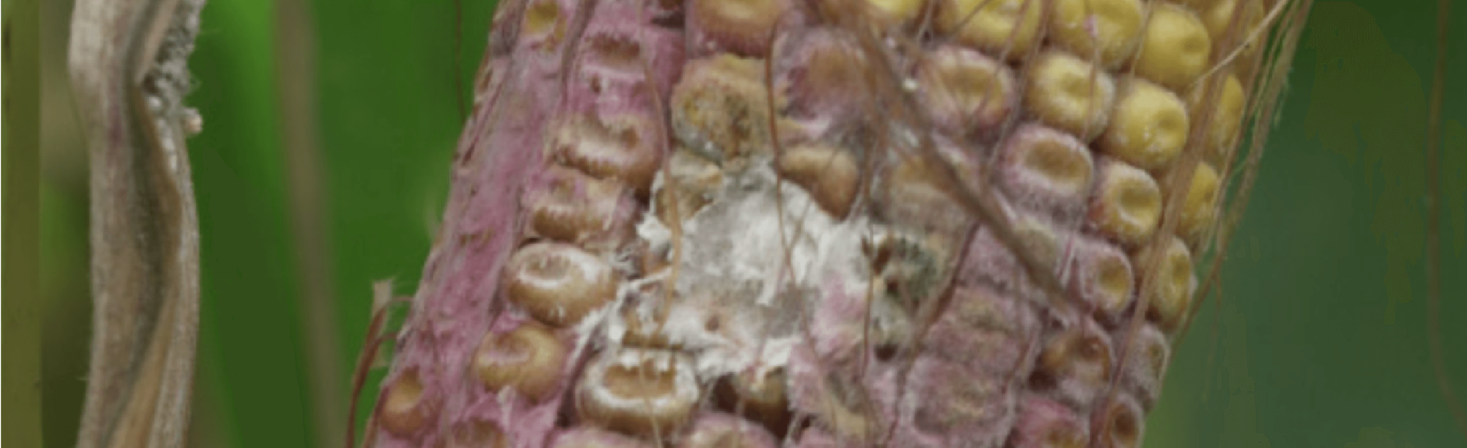 An ear of corn where the tip is rotten, kernels are bare, and a red disease is spreading on the plant. A small worm is on the ear.