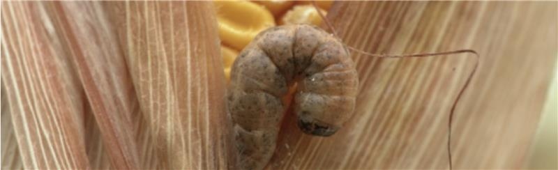 An ear of corn where the tip is rotten, kernels are bare, and a red disease is spreading on the plant. A small worm is on the ear.