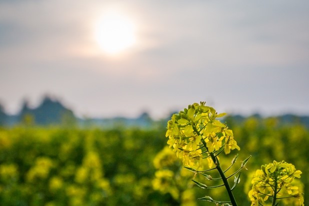 DEKALB Canola Field with sun in the sky