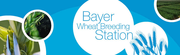 Bayer Wheat Breeding Station